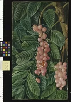 Marianne North Collection: 575. Foliage and Fruit of a Forest Tree of Java