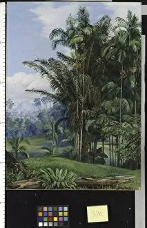 Palms Collection: 576. Group of Wild Palms, Sarawak, Borneo