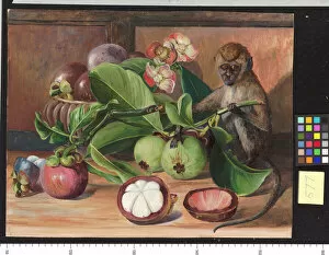Images Dated 16th June 2011: 577. Flowers and Fruit of the Mangosteen, and Singapore Monkey