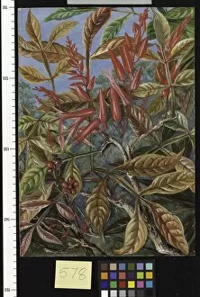 Wood Gallery: 578. Bitter wood in flower and fruit, painted at Sarawak