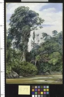 Marianne North Collection: 579. Tree covered with Epiphytes, and a Palawan tree, Sarawak
