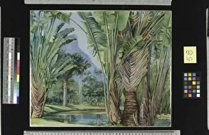 Images Dated 19th January 2011: 58. Study of the Travellers Tree of Madagascar in the Botanic G