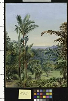 Marianne North Collection: 580. View of Singapore, from Dr. Littles garden