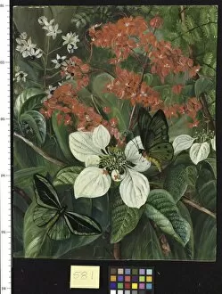 White Gallery: 581. Flowers and Butterflies of Sarawak, Borneo
