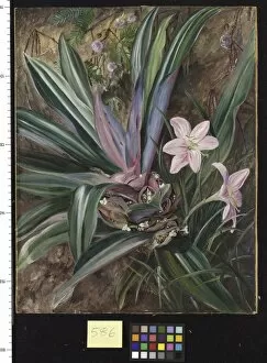 Marianne North Collection: 586. Two cultivated Plants, painted at Singapore