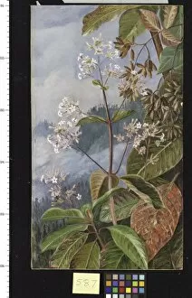 Marianne North Collection: 587. Foliage, Flowers, and Seed-vessels of a Peruvian Bark Tree