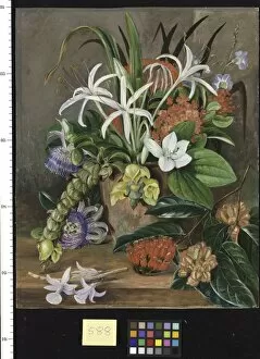 Marianne North Collection: 588. Group of Cultivated Flowers