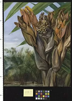 Marianne North Collection: 589. Nipa Palm, Borneo