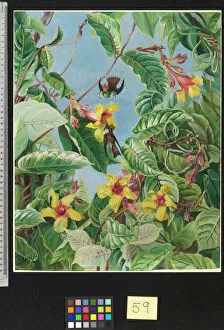 Marianne North Collection: 59. A Brazilian Climbing Shrub and Humming Birds