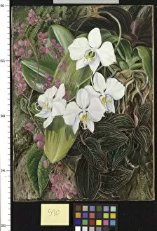 Images Dated 16th June 2011: 590. Malayan Moth Orchid and an American Climber