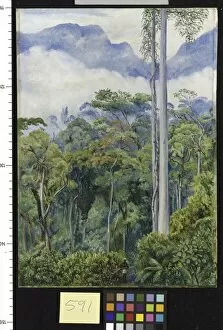 Marianne North Collection: 591. Road Making in the Tegora Forest, Sarawak, Borneo