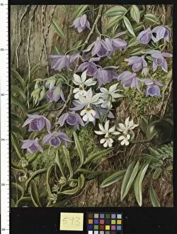 Marianne North Collection: 593. Orchids of Sarawak, Borneo