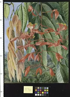 Marianne North Collection: 594. Foliage and Flowers of the Burmese Thaw-ka or Soka, painted