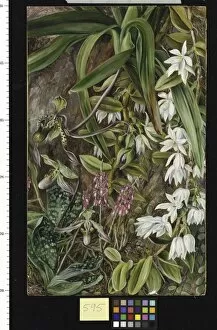 Marianne North Collection: 595. Bornean Orchids