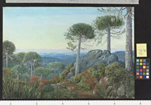 Marianne North Gallery: 6. Seven Snowy Peaks seen from the Araucaria Forest, Chili