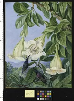 Marianne North Collection: 600. Foliage and Flowers of a Tropical American Shrub and Honeys