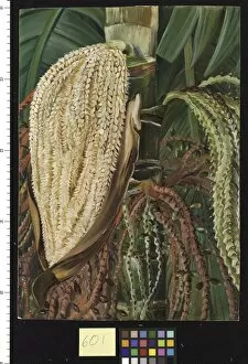 Marianne North Collection: 601. Flowers and Young Fruits of the Pinanga malaiana, Scheff