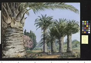 Marianne North Collection: 603. Specimens of the Coquito Palm of Chile, in Camden. Park, Ne