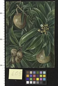 605. Foliage, Flowers, and Fruit of the Sapodilla Plum
