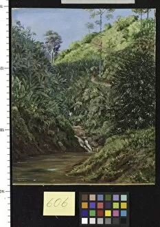 Marianne North Collection: 606. View near Garoet, Java, Wild Bananas and Coffee Bushes in F