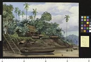 Marianne North Collection: 607. River Scene at Sarawak, Borneo, when the tide is getting low