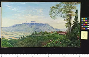 Landscape Gallery: 609. Tea Gathering in Mr. Holles Plantation at Garoet, Java