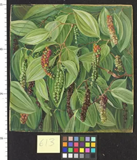 Marianne North Gallery: 613. Foliage, Flowers, and Fruit of the Pepper plant