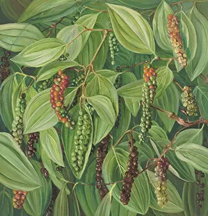 Marianne North Collection: 613. Foliage, Flowers, and Fruit of the Pepper plant