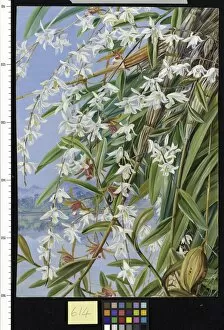 Marianne North Gallery: 614. The Turong, or Pigeon Orchid in Borneo, and a purple-brown