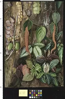 Marianne North Gallery: 616. Group of Bornean Plants