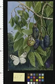 Images Dated 16th June 2011: 617. Foliage and Fruit of the Kenari and Butterfly, Java