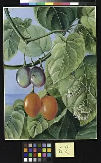 62. Foliage, Flowers, and fruit of False Tomato, painted in Braz