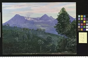 Mountains Gallery: 622. Another View of Papandayang, with Jak fruit Tree in the for