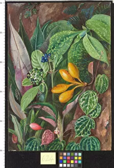 Marianne North Gallery: 624. Curious Plants from the Forest of Matang, Sarawak, Borneo