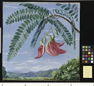 Marianne North Collection: 625. Foliage and Flowers of a tree commonly cultivated in warm countries