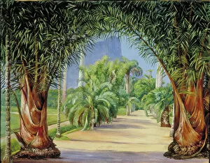 Mountains Gallery: 626 - Palms in the Botanic Garden at Rio Janeiro