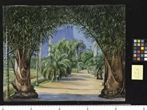 Marianne North Collection: 626. Palms in the Botanic Garden at Rio Janeiro