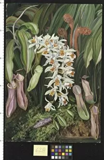 Marianne North Gallery: 628. Wild Flowers of Sarawak, Borneo