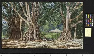 Images Dated 16th June 2011: 629. India-rubber trees at Buitenzorg, Java