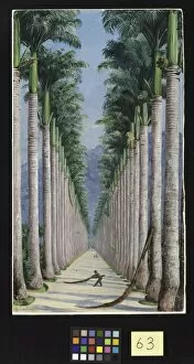 Marianne North Collection: 63. Avenue of Royal Palms at Botafogo, Brazil