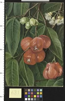 Marianne North Collection: 631. Flowers and Fruit of the Jamboa Boll, Java
