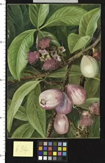 Marianne North Collection: 634. Foliage, Fruit, and Flowers of a Rose-apple, Java