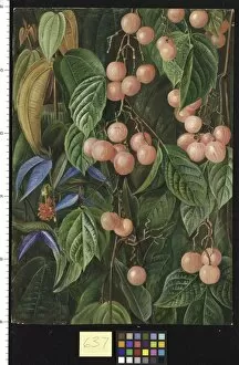 Marianne North Collection: 637. Plants of Sarawak
