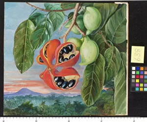 638. Foliage and Fruit of Sterculia parviflora