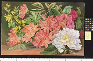 Marianne North Collection: 639. Japanese Flowers