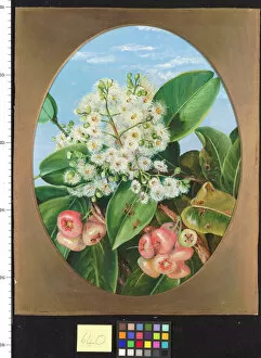 Marianne North Collection: 640. Foliage, Flowers, and Fruit of Eugenia, Sarawak, Borneo