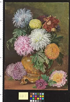 Flowers Collection: 641. Japanese Chrysanthemums, cultivated in this country