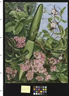 Marianne North Gallery: 645. Two Flowering Shrubs of Java