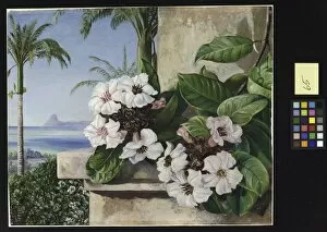 Marianne North Gallery: 65. Foliage and flowers of a climbing plant with royal palms
