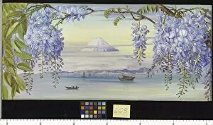 Marianne North Collection: 658. Distant View of Mount Fujiyama, Japan, and Wistaria